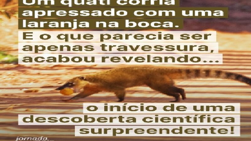 QUATI EMBRAPA