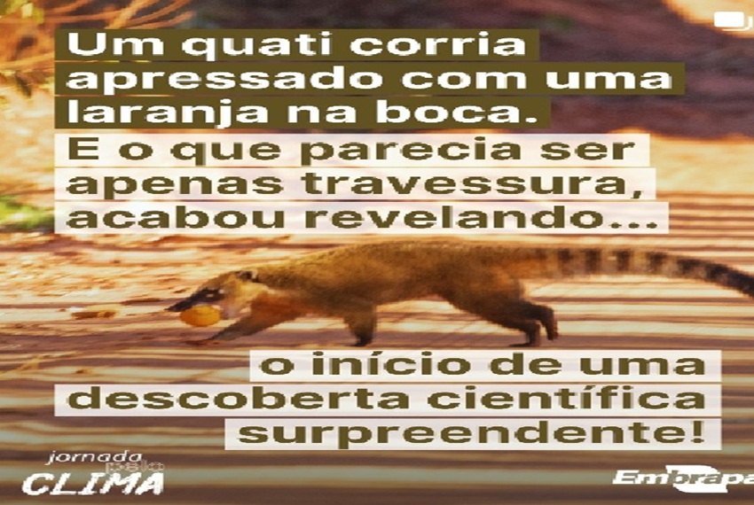 QUATI EMBRAPA