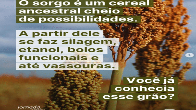 SORGO EMBRAPA