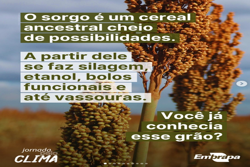 SORGO EMBRAPA