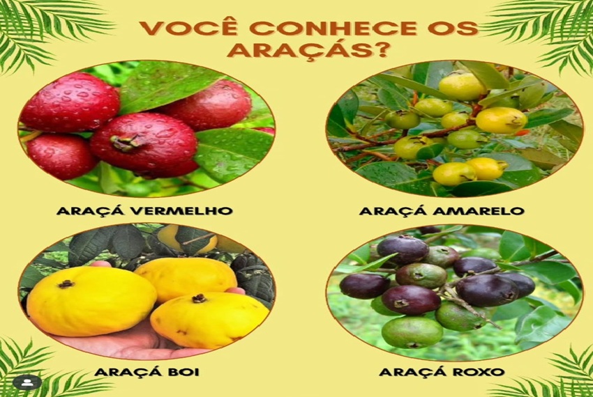 ARAÇAS: ð¿ Você conhece os Araçás?