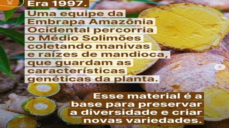 MANDIOCA: A BRS Jacundá já tem suas primeiras multiplicadoras credenciadas.