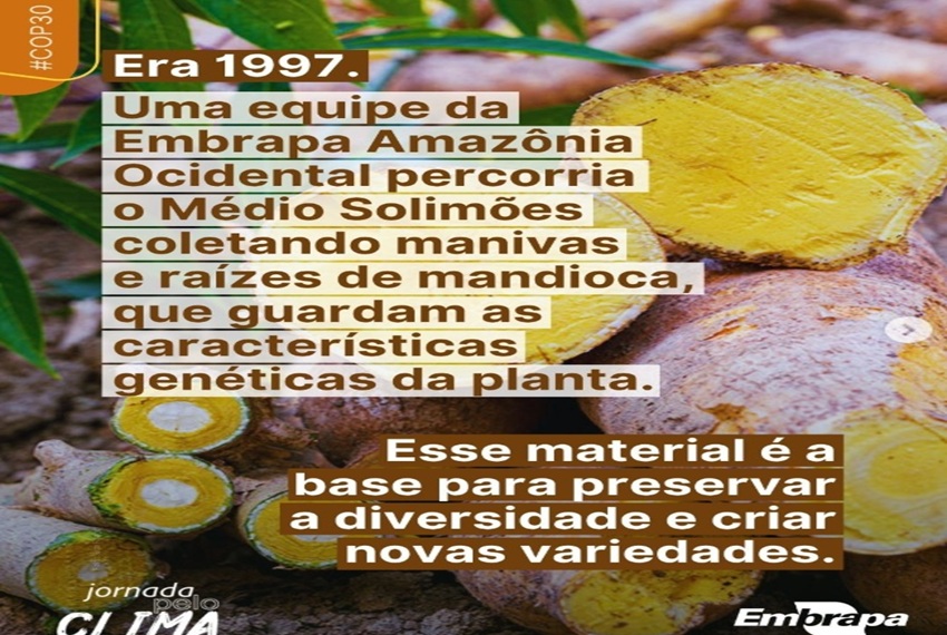 MANDIOCA: A BRS Jacundá já tem suas primeiras multiplicadoras credenciadas.