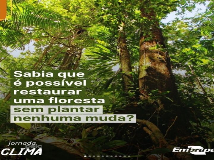 RESTAURAR FLORESTAS: Na COP 30, a Embrapa apresenta soluções que unem ciência, natureza e futuro.