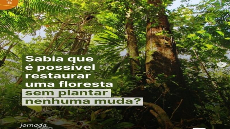RESTAURAR FLORESTAS: Na COP 30, a Embrapa apresenta soluções que unem ciência, natureza e futuro.