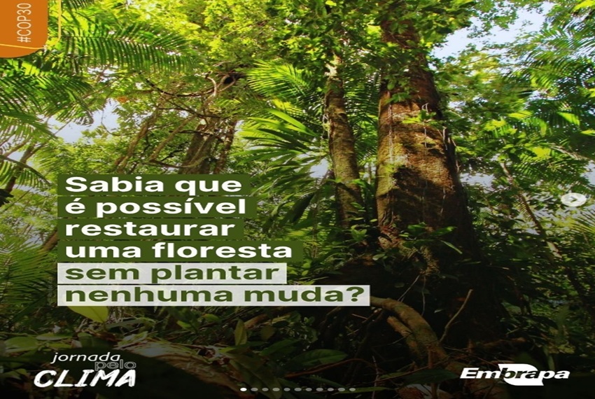 RESTAURAR FLORESTAS: Na COP 30, a Embrapa apresenta soluções que unem ciência, natureza e futuro.