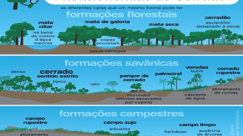 FITOFISIONOMIAS: O Cerrado, a savana mais biodiversa do mundo, não é uma paisagem única.
