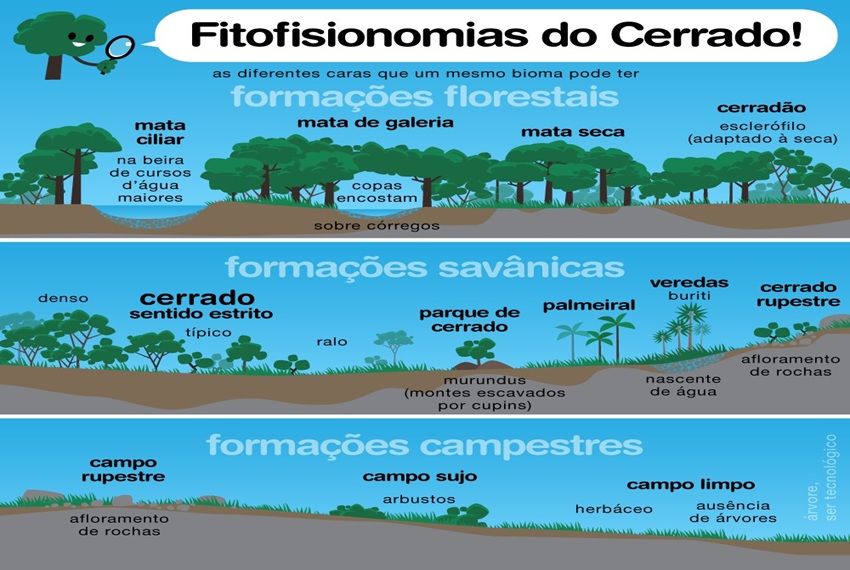 FITOFISIONOMIAS: O Cerrado, a savana mais biodiversa do mundo, não é uma paisagem única.