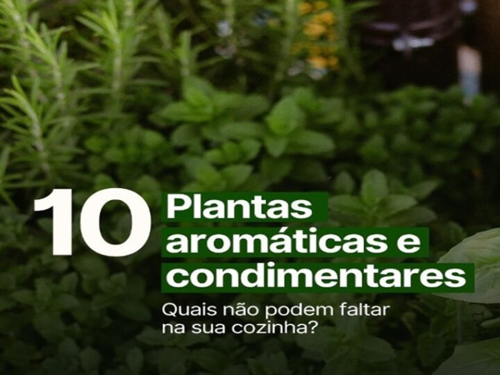 PLANTAS AROMÁTICAS: Alecrim, hortelã, gengibre, cúrcuma
