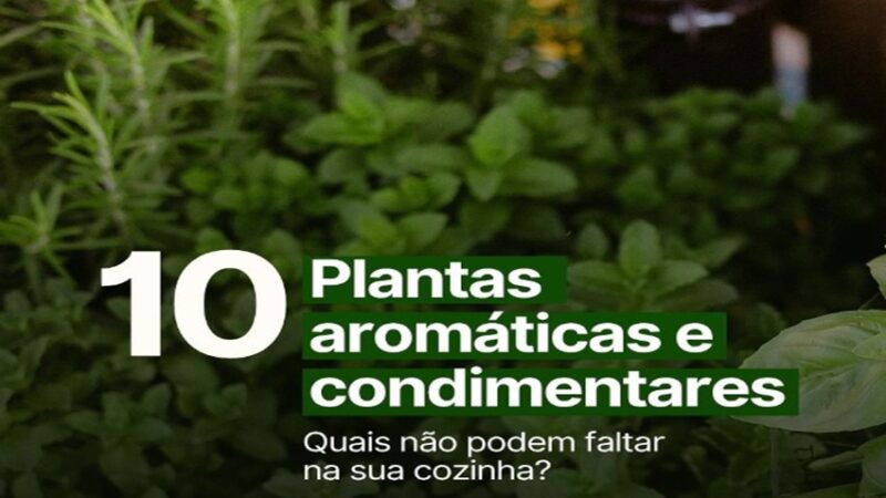 PLANTAS AROMÁTICAS: Alecrim, hortelã, gengibre, cúrcuma