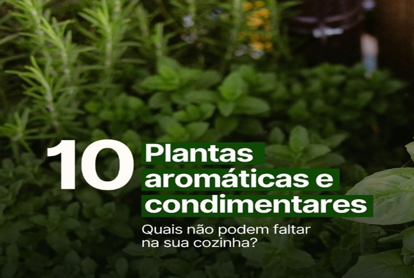 PLANTAS AROMÁTICAS: Alecrim, hortelã, gengibre, cúrcuma