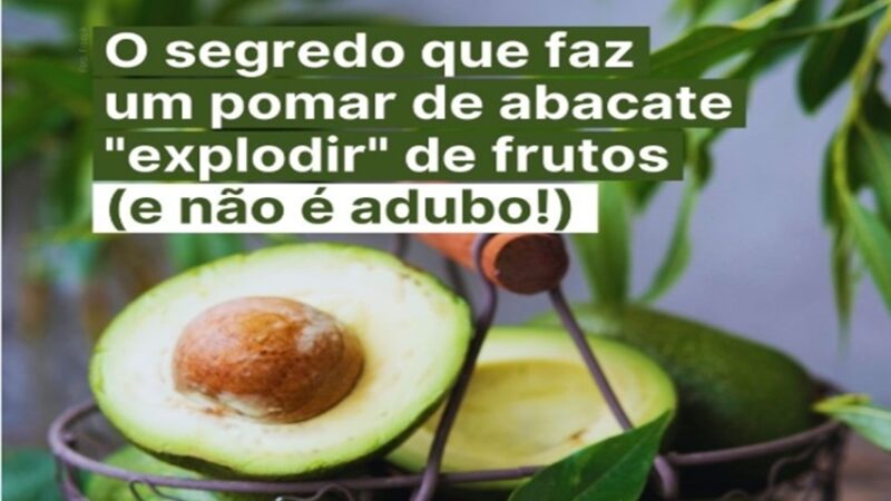 ABACATE E ABELHAS: uma parceria que dá frutos!