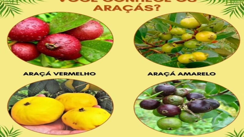 ARAÇAS: ð¿ Você conhece os Araçás?