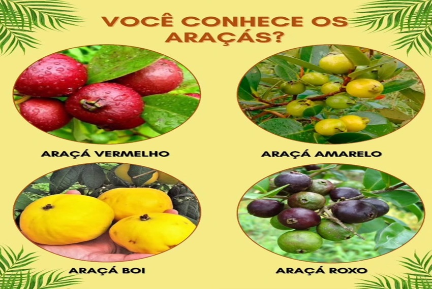 ARAÇAS: ð¿ Você conhece os Araçás?