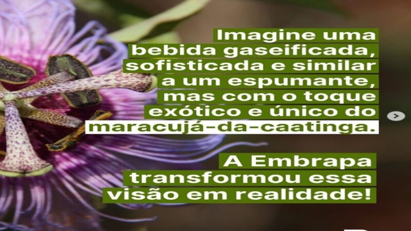 MARACUJÁ: Imagine o sabor único do coração da Caatinga em uma experiência sofisticada.