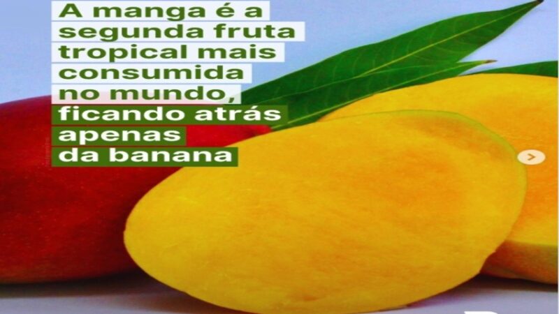 SEGUNDA FRUTA: Você sabia que o Brasil está entre os dez maiores produtores e exportadores de manga do mundo?