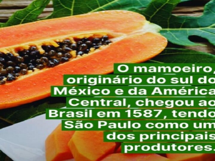 O MAMOEIRO