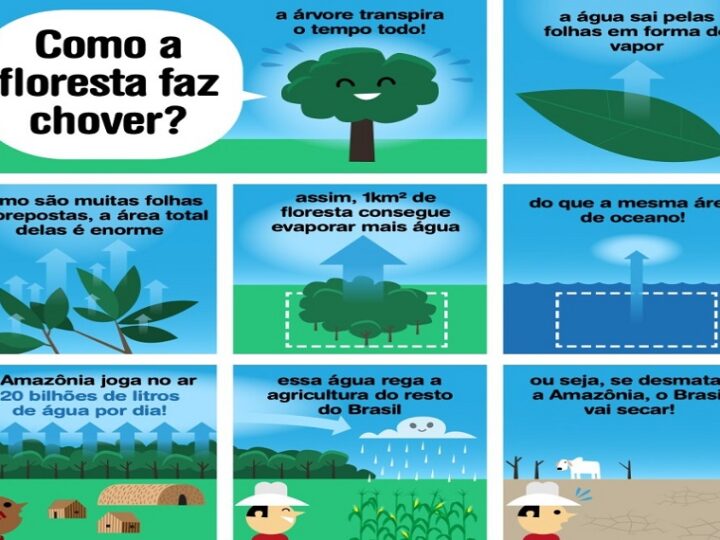 FLORESTA FAZ: A Amazônia é uma verdadeira usina que cria as chuvas do Brasil.