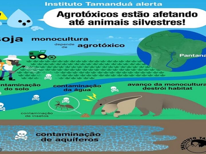 INSTITUTO TAMANDUÁ: A água é um dos principais vetores de conexão dentro de um ecossistema.