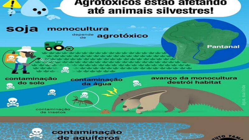 INSTITUTO TAMANDUÁ: A água é um dos principais vetores de conexão dentro de um ecossistema.