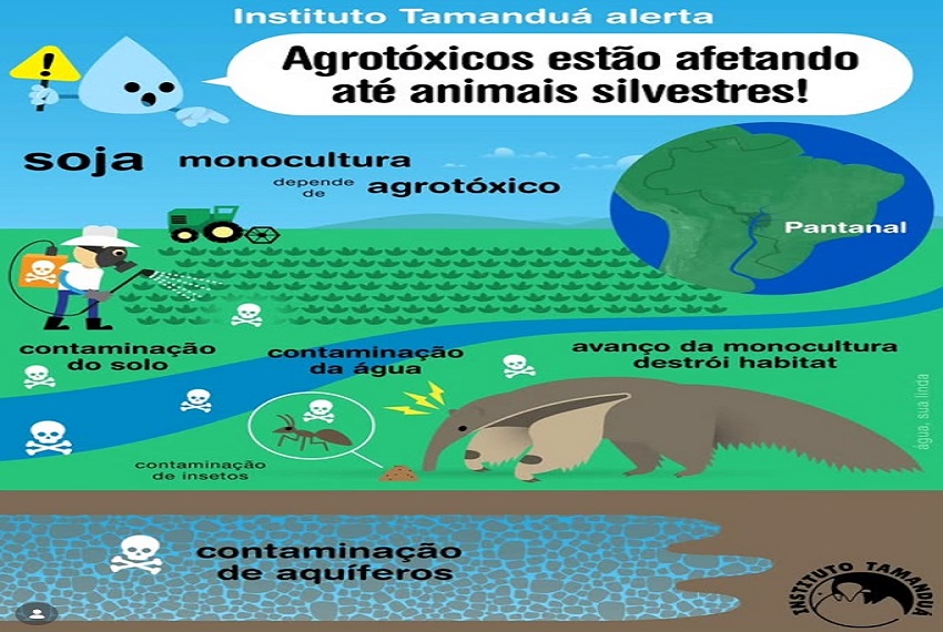 INSTITUTO TAMANDUÁ: A água é um dos principais vetores de conexão dentro de um ecossistema.