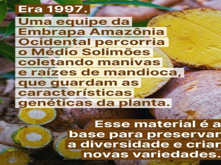 JACUNDÁ: A BRS Jacundá já tem suas multiplicadoras credenciadas.