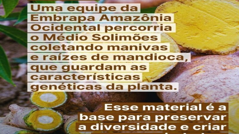 JACUNDÁ: A BRS Jacundá já tem suas multiplicadoras credenciadas.