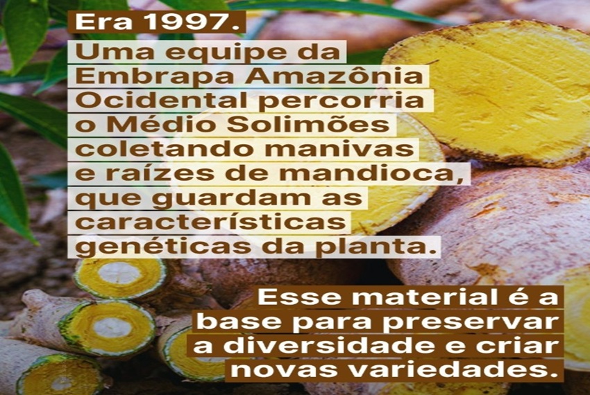 JACUNDÁ: A BRS Jacundá já tem suas multiplicadoras credenciadas.