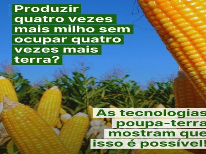MILHO: Mais do que um grão essencial na alimentação e na economia, o milho é símbolo de como a ciência pode transformar o campo.