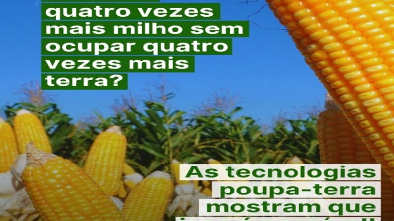 MILHO: Mais do que um grão essencial na alimentação e na economia, o milho é símbolo de como a ciência pode transformar o campo.