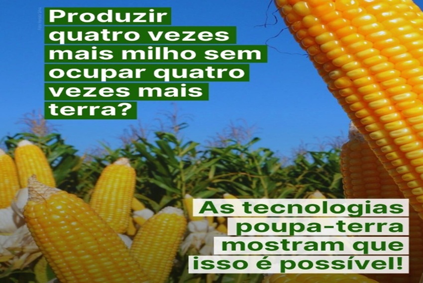 MILHO: Mais do que um grão essencial na alimentação e na economia, o milho é símbolo de como a ciência pode transformar o campo.