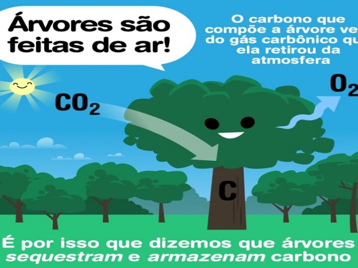ARVORES: De onde vêm as árvores?