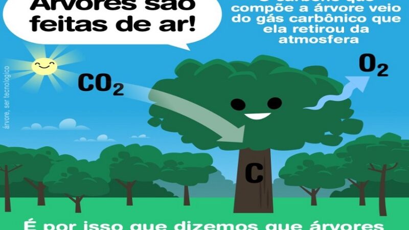 ARVORES: De onde vêm as árvores?