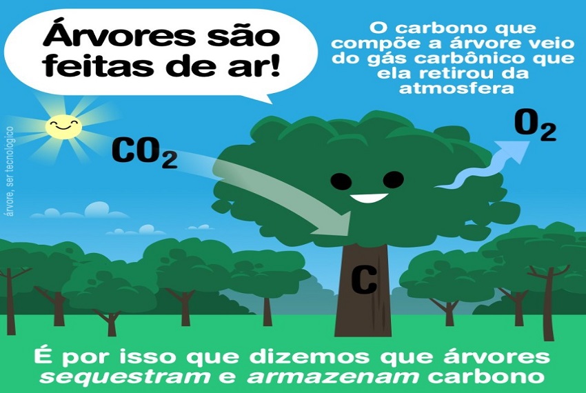 ARVORES: De onde vêm as árvores?
