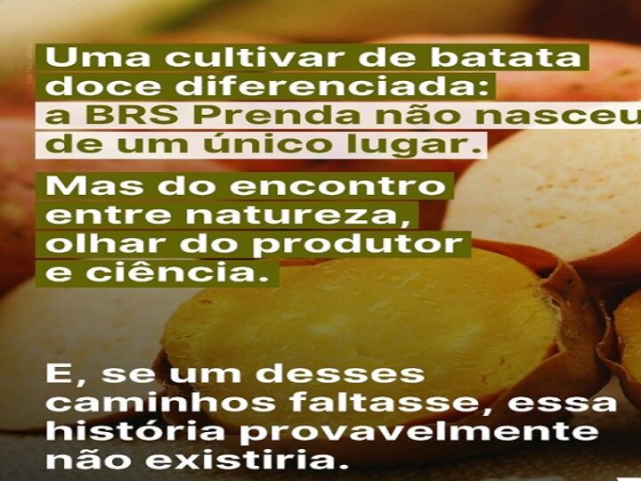 BATATA DOCE