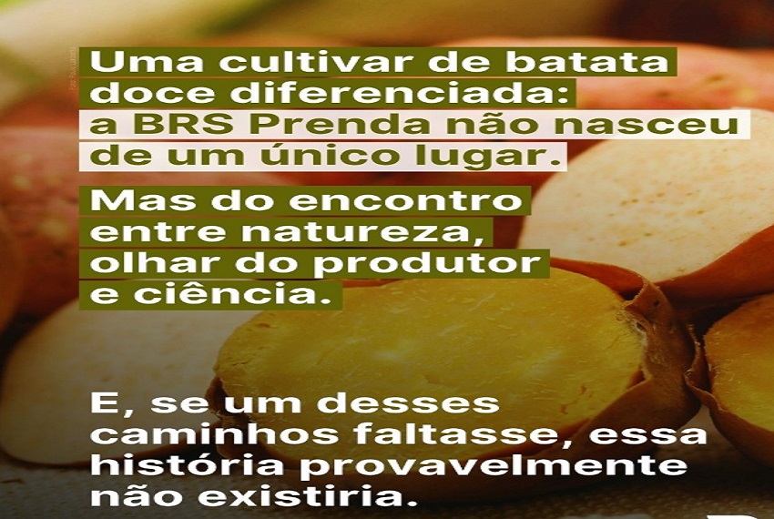 BATATA DOCE