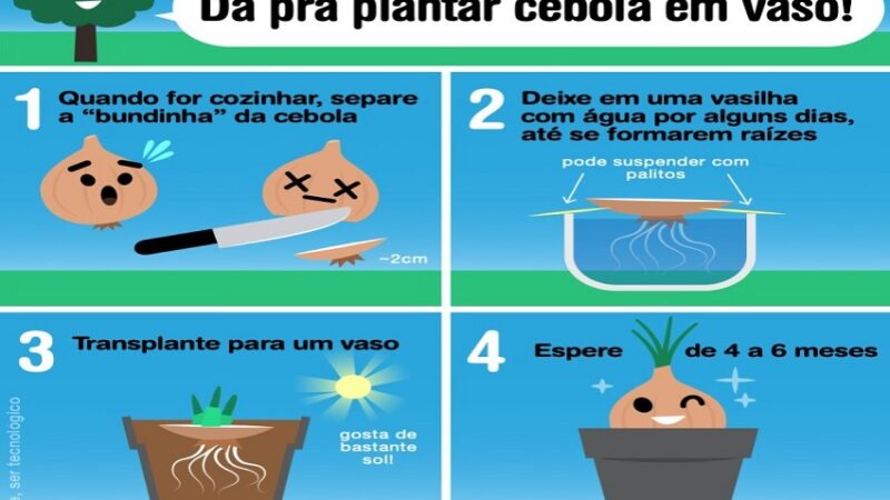 CEBOLA NO VASO