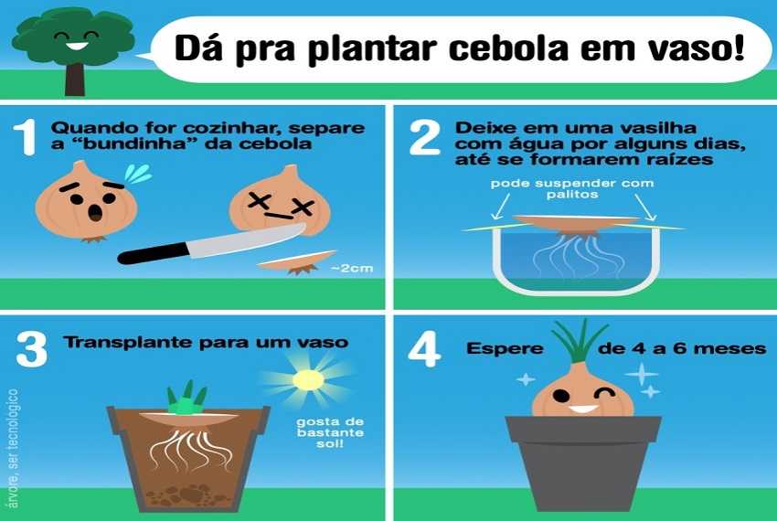 CEBOLA NO VASO