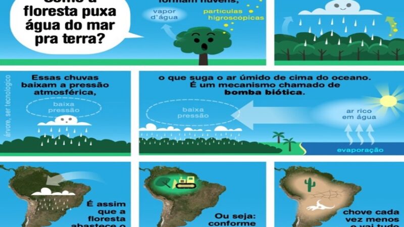 FLORESTA