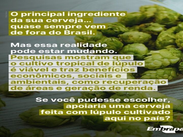 CERVEJA