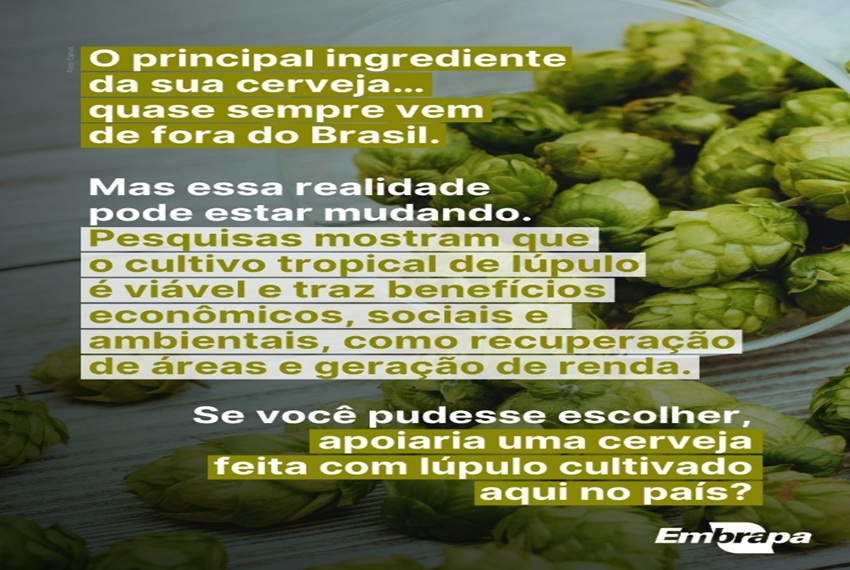 CERVEJA