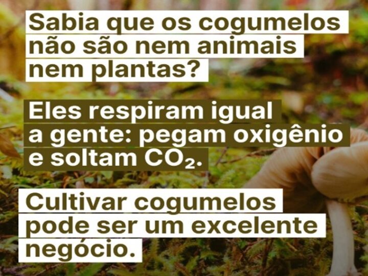 COGUMELOS