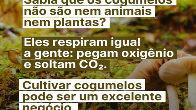 COGUMELOS