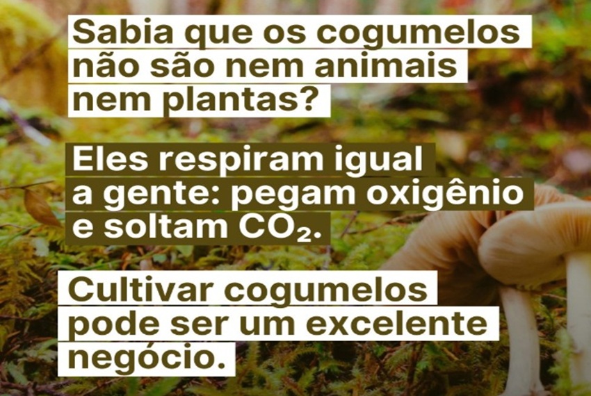 COGUMELOS
