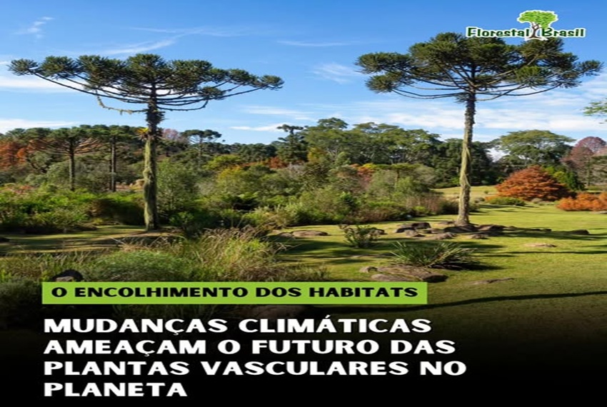 ENCOLHIMENTO