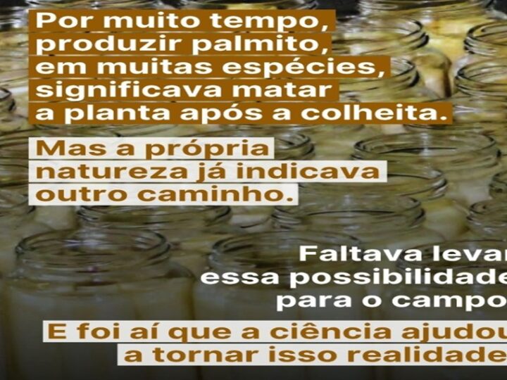 PALMITO