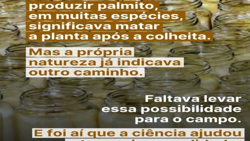 PALMITO