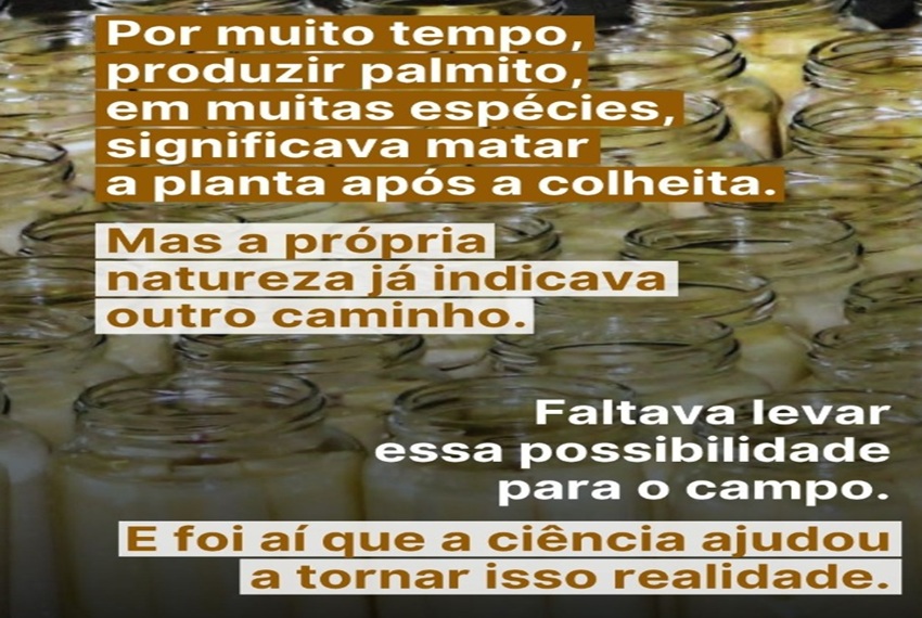 PALMITO