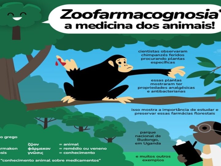 Zoofarmacognosia
