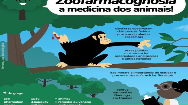 Zoofarmacognosia